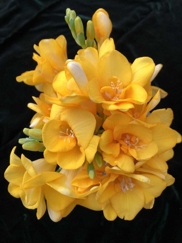 Freesia Yellow Click Here For More