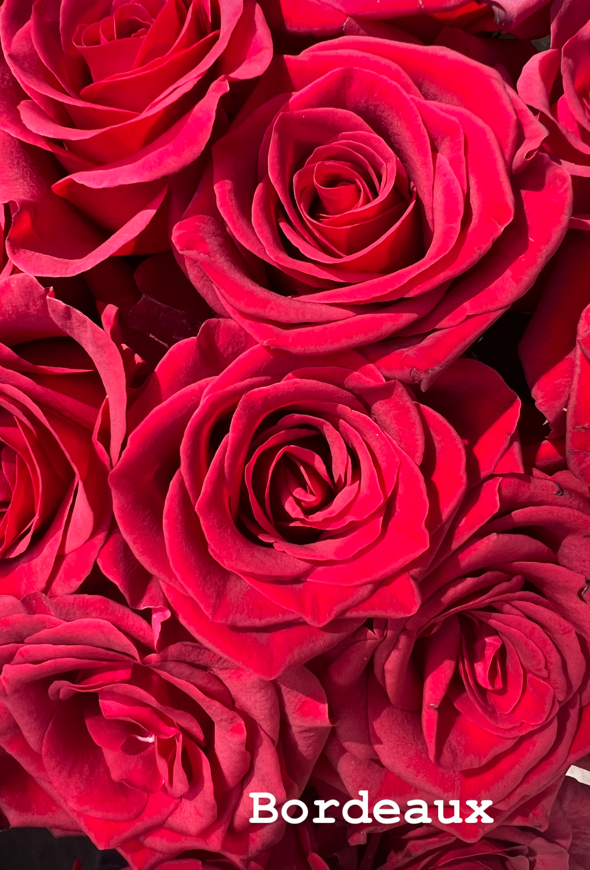 Bordeaux - Peterkort Roses