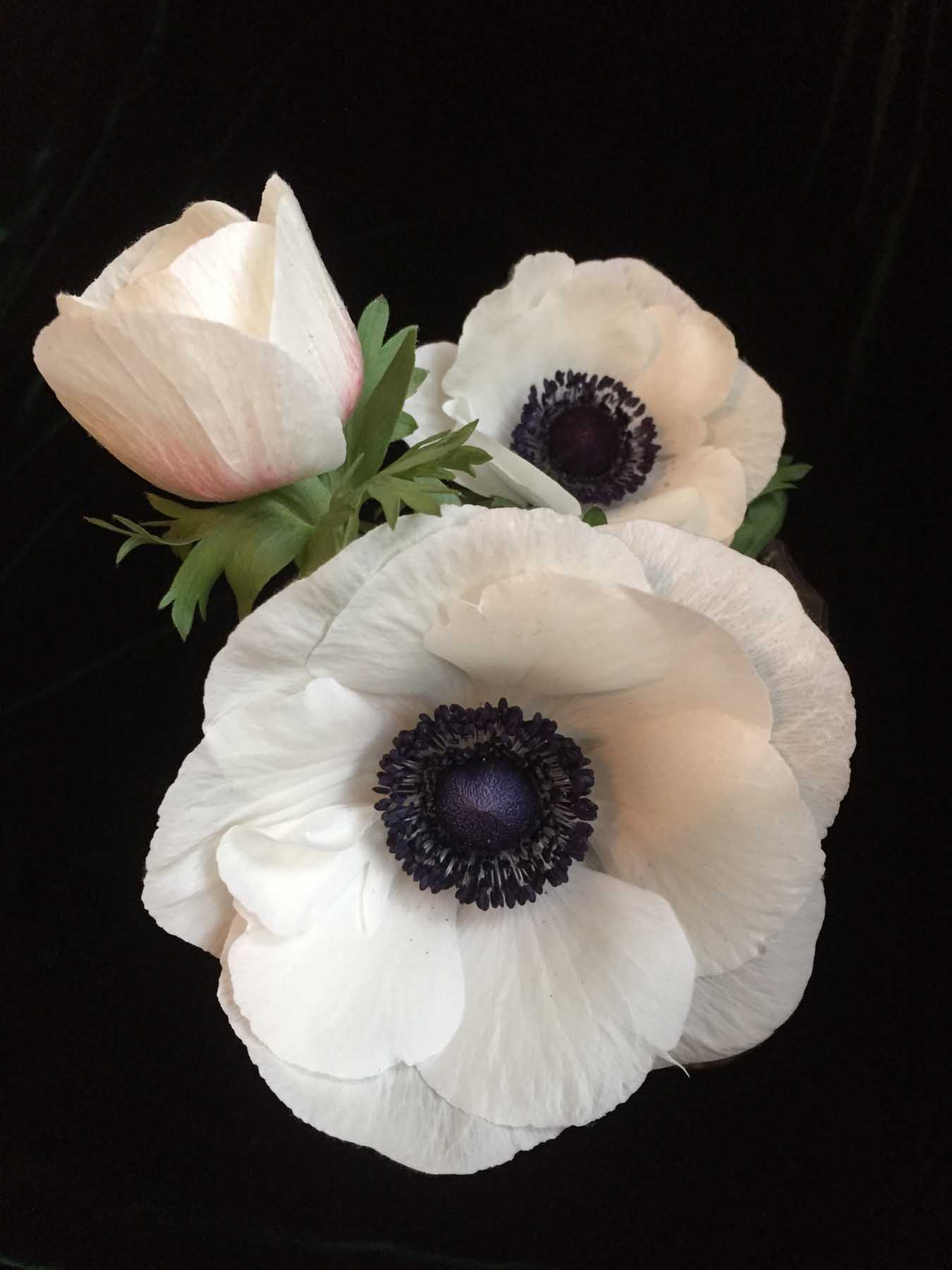 Anemone White With Black Center Peterkort Roses