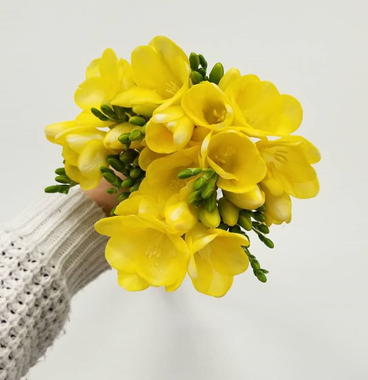 Yellow Freesia Is One Of The Most Fruity Scented Varieties We Have