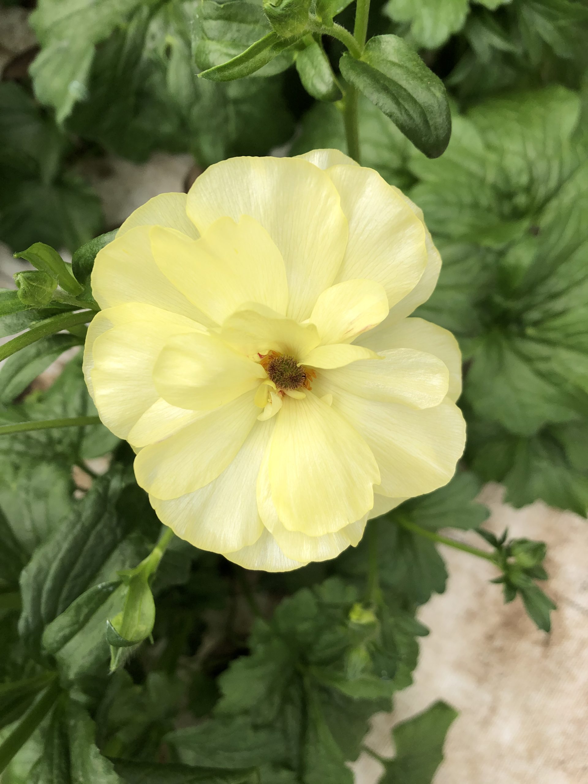 Butter Yellow Ranunculus Yellow Ranunculus Butterfly