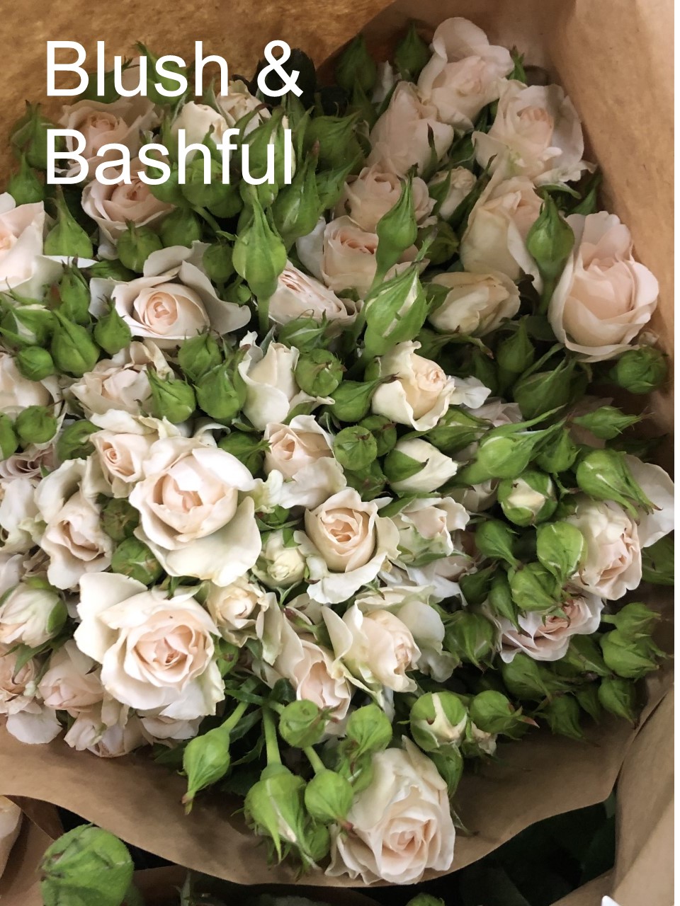 Blush and Bashful - Peterkort Roses