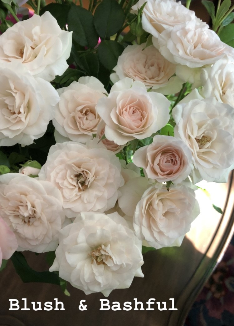 Blush and Bashful Peterkort Roses