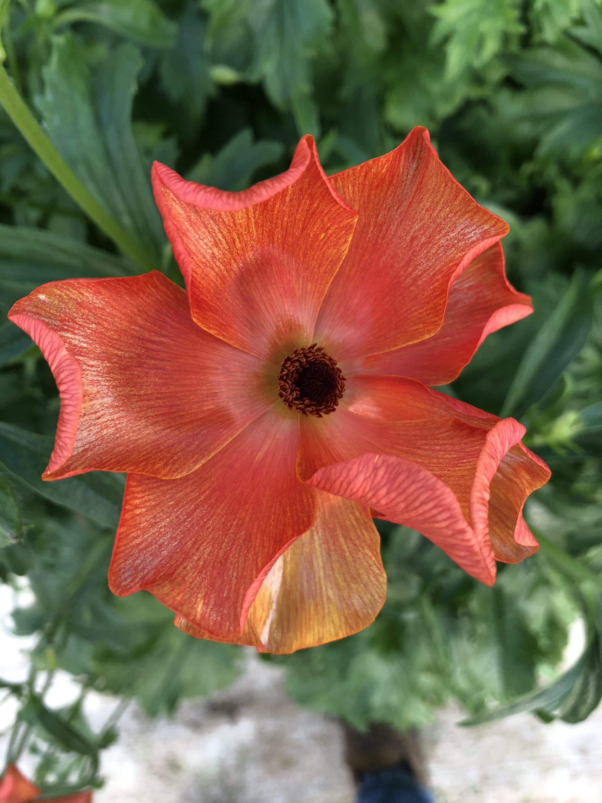 Butterfly Ranunculus, Golden Bronze - Peterkort Roses
