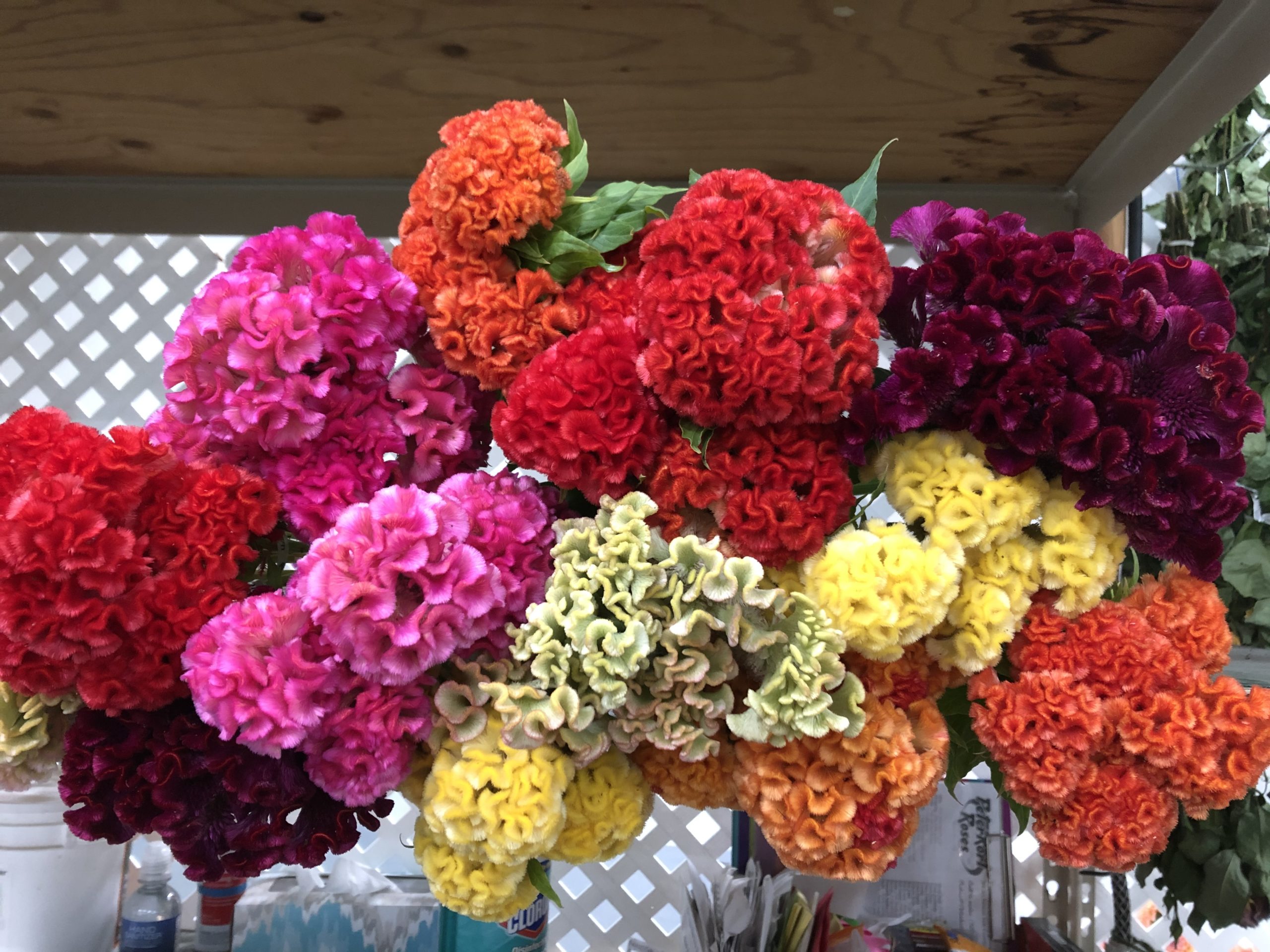 Coxcomb Celosia - Peterkort Roses