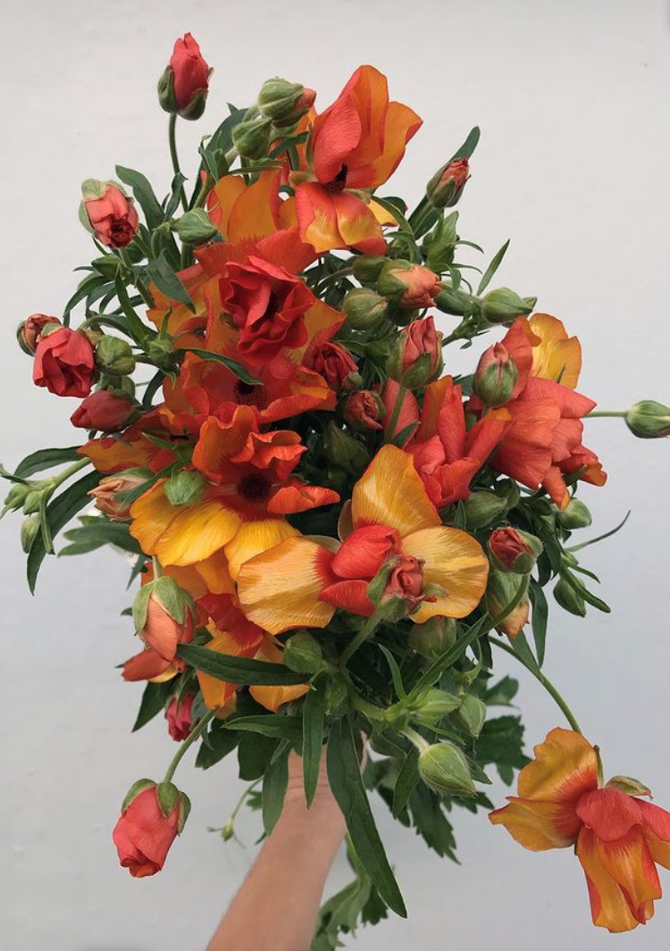 Butterfly Ranunculus, Golden Bronze - Peterkort Roses