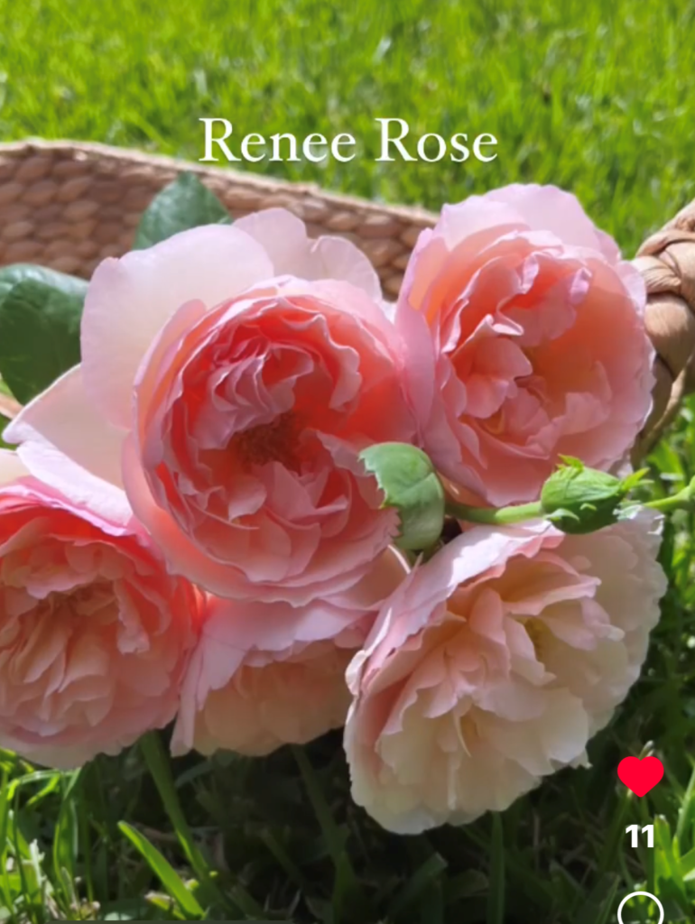 Renee - Peterkort Roses